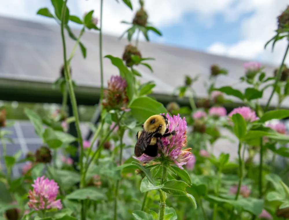 A bee is perched on a pink flower in a field with solar panels in the background under a partly cloudy sky.