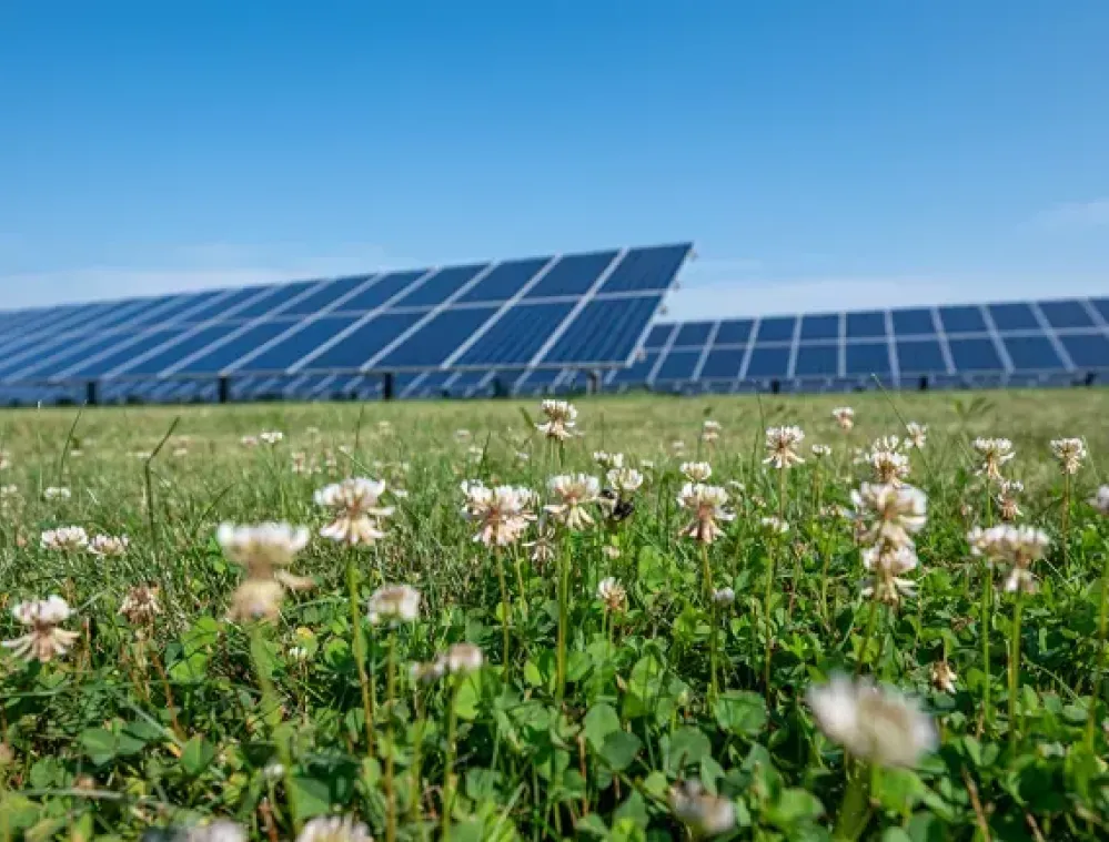 Close-up of wildflowers in front of a large solar panel array under a clear blue sky.