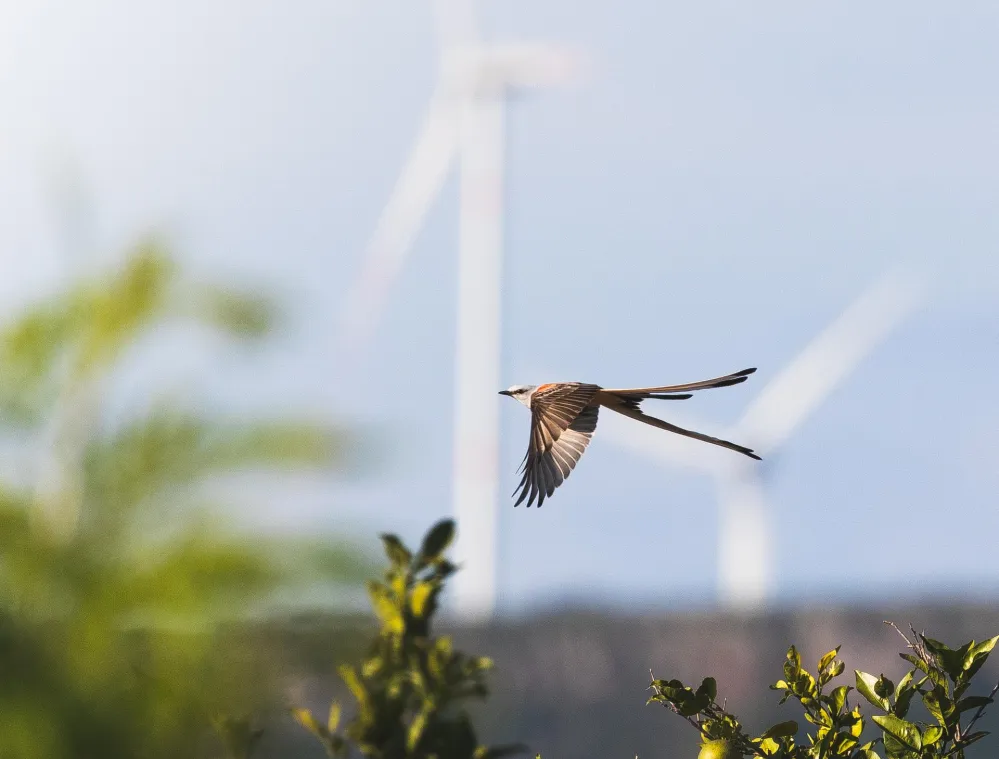 A bird with long tail feathers flies over a lush green orchard with wind turbines in the blurred background under a clear sky.