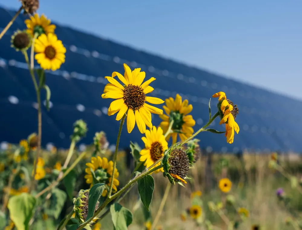 Yellow sunflowers in a field with a large solar panel array in the background under a clear blue sky.
