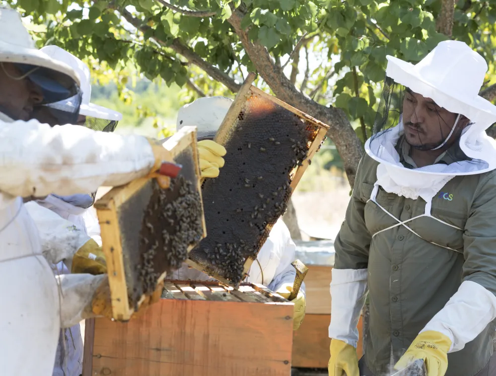 beekeepingchile