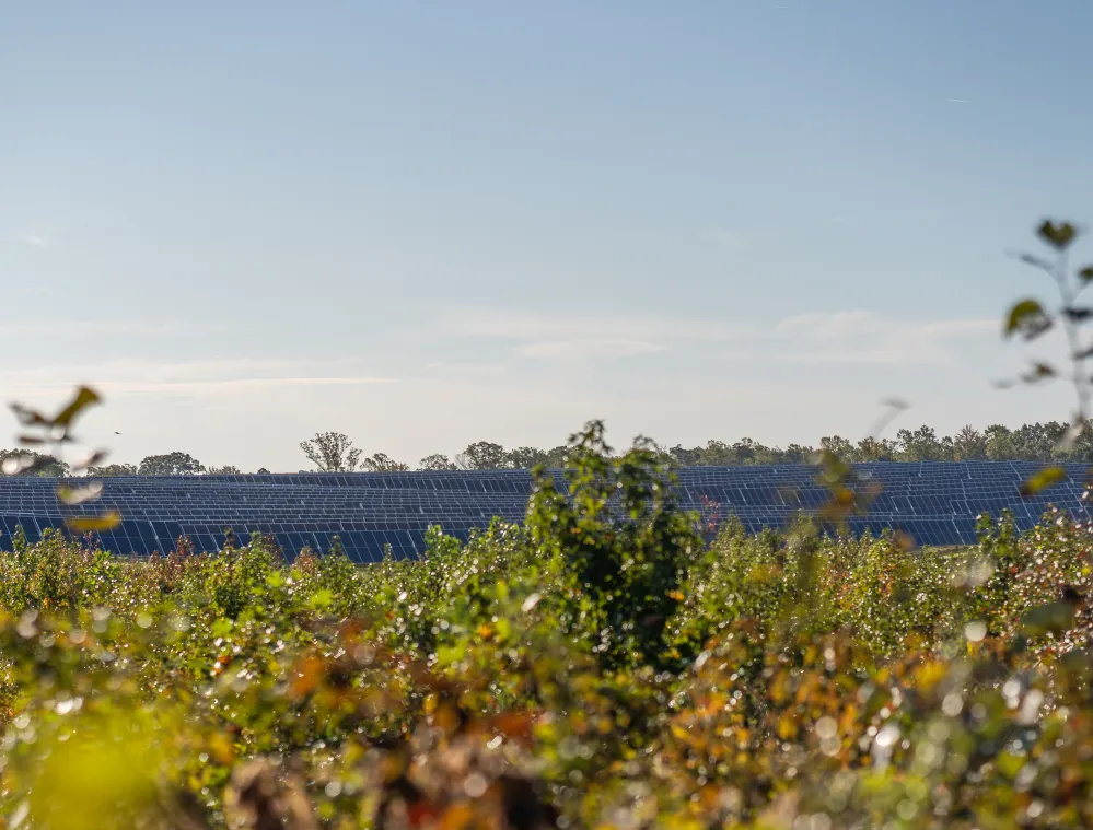 A wide field of solar panels seen behind out-of-focus green bushes under a clear blue sky.