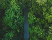 Aerial view of a dense forest with a narrow road cutting through the lush green foliage. Various shades of green from different types of trees and plants are visible.