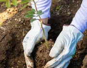 A person wearing white gloves is planting a small tree sapling in the soil. The sapling has green leaves and the person is kneeling on the ground, wearing white clothing and sneakers.