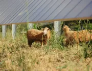 Two sheep grazing under solar panels in a field with tall grass.